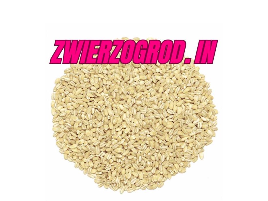 Pęczak Jęczmień Łuskany Gołąb Kura Drób 25 kg ** zwierzogrod.in **