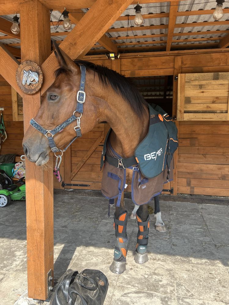 Bemer Horse Derka ochraniacze Zabiegi Wypożyczenie