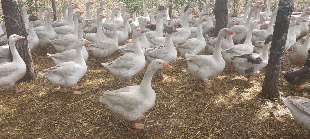 Jajka gęsie lęgów i spożywcze gęsi białe i siodłate pomorskie