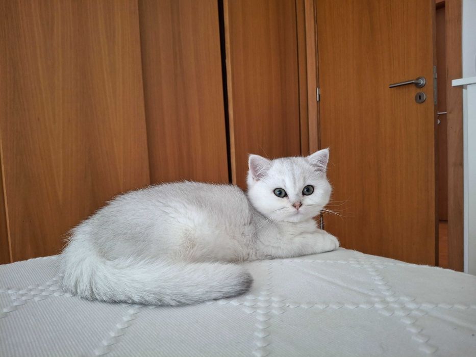 Gatinha British Shorthair