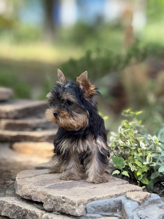 Міні йорк дівчинка