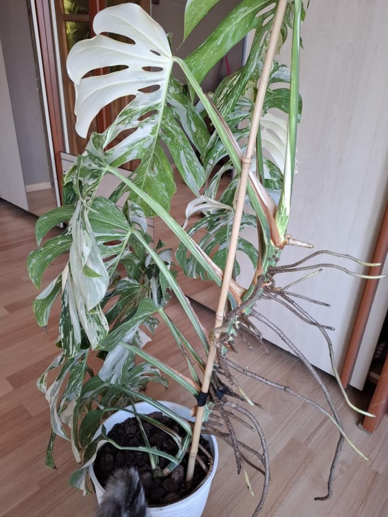 Monstera Variegata