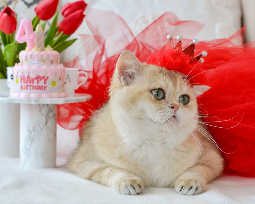 Доросла золота британка