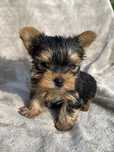 York Yorkshire Terrier piękny piesek