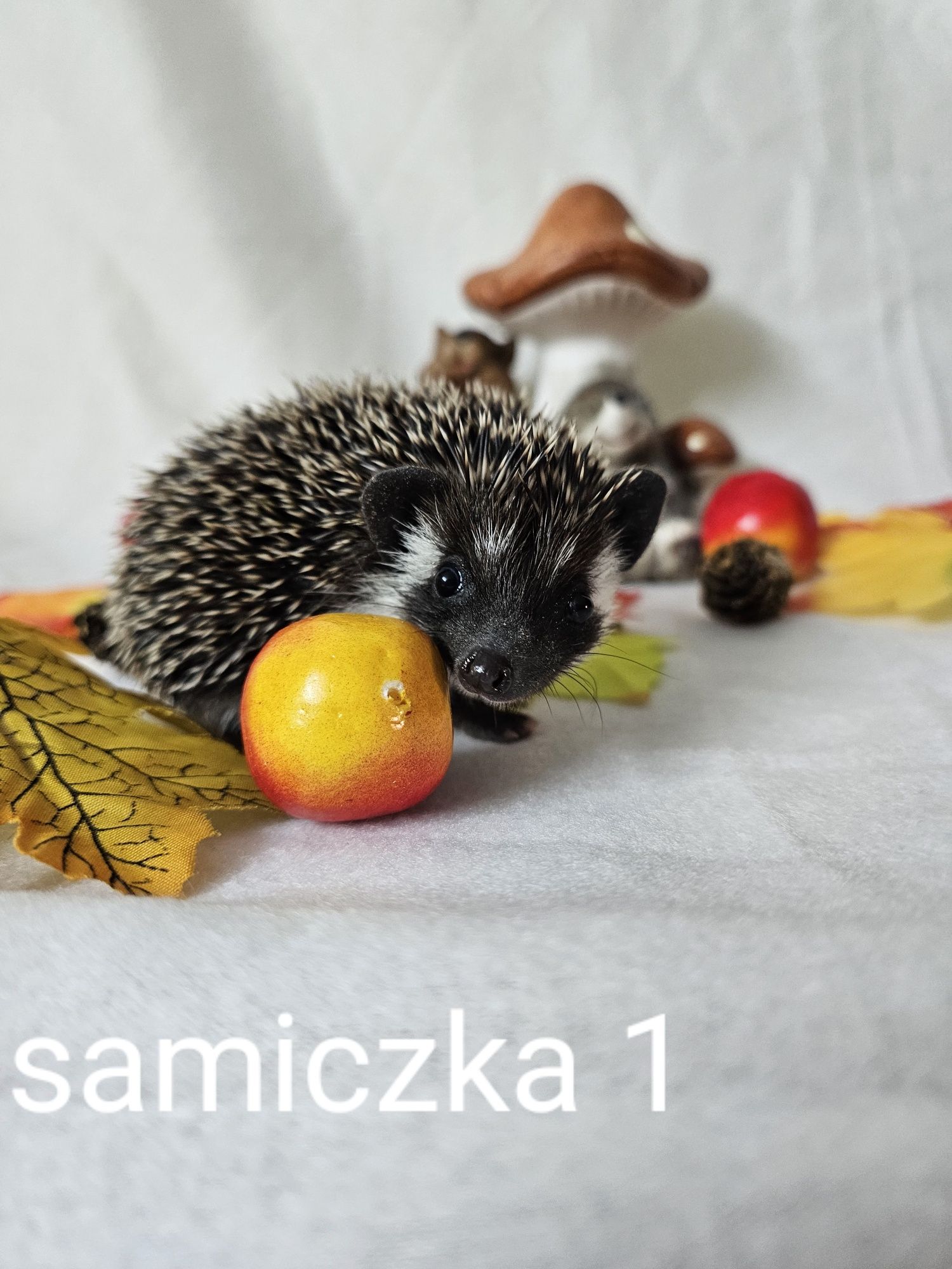 Jeż pigmejski jez afrykański