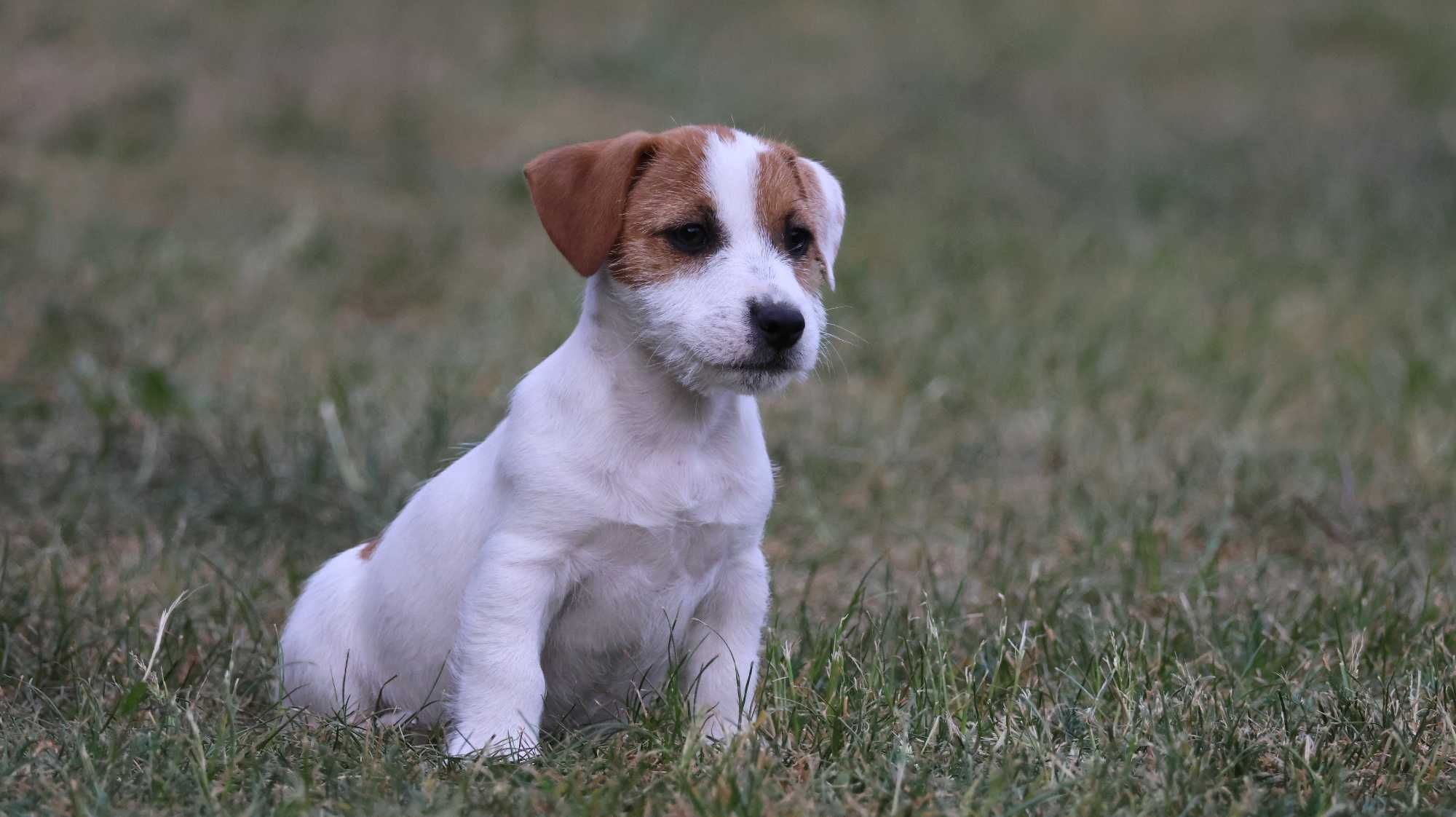 Jack Russell Terrier ZKwP FCI - wystawowy  piesek / już odbiór