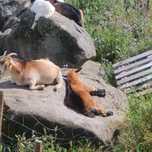 Cabras e Cabritos anões