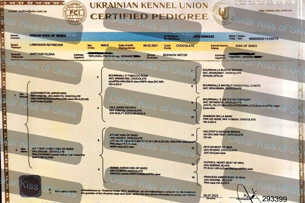 Шоколадный лабрадор, племенной кобель,вязка,развязан,КСУ