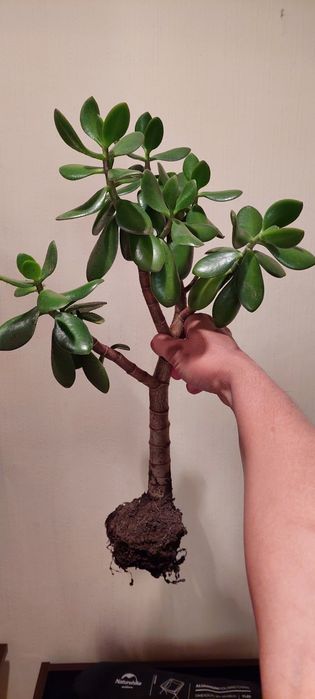 Денежное дерево.