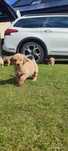 Suczka Golden Retriever