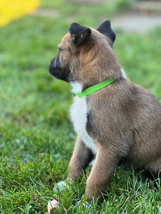 Szczeniaki owczarek belgijski