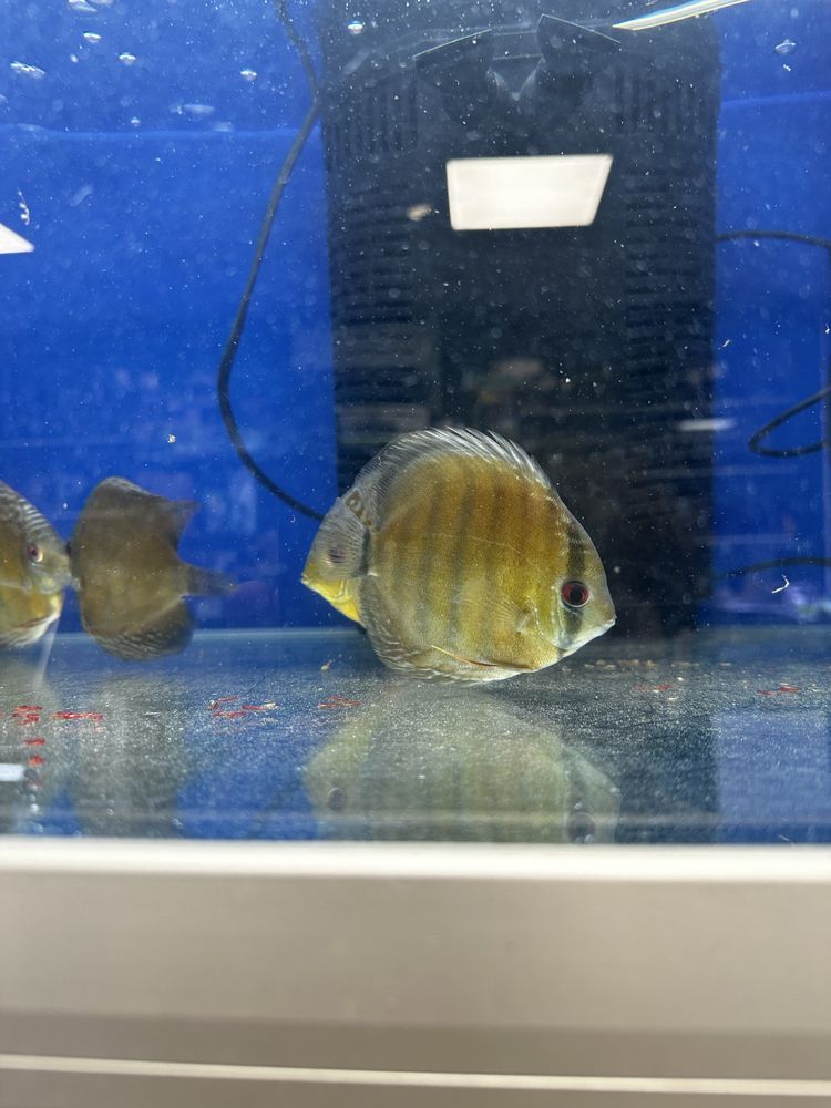 Dzikie paletki discus brown, red, green 10-13cm