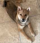 Sprzedam Szczeniaka Shibe Inu