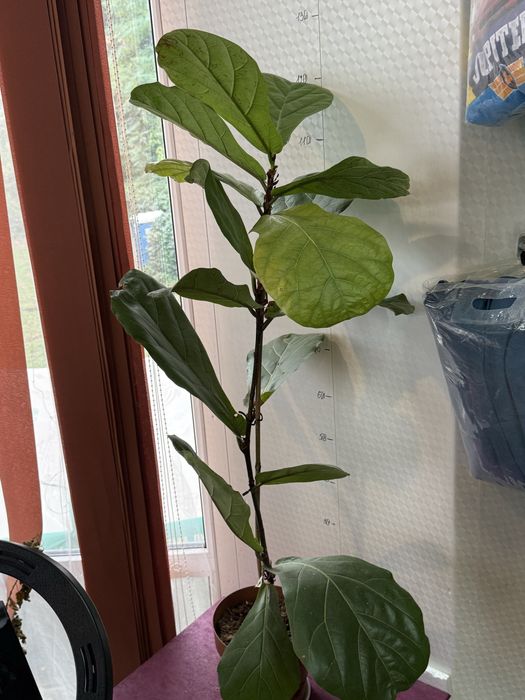 Фікус лірата  кімнатні рослини