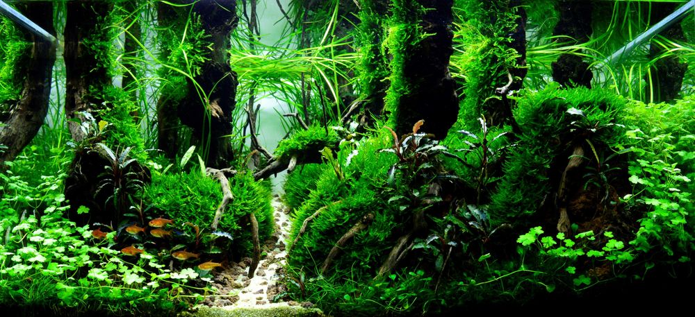 Profesjonalny Serwis Akwariów – Kompleksowa Obsługa i Doradztwo