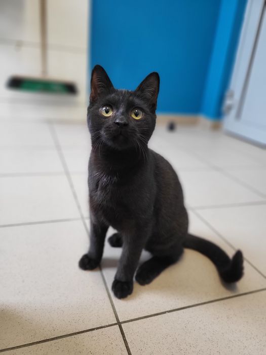 6 miesięczny kociak Helmans szuka domu