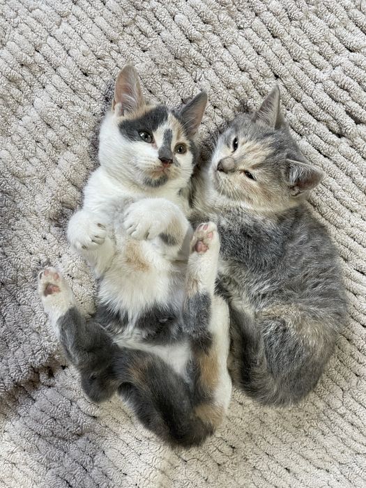 Віддам в добрі руки  маленьких котиків