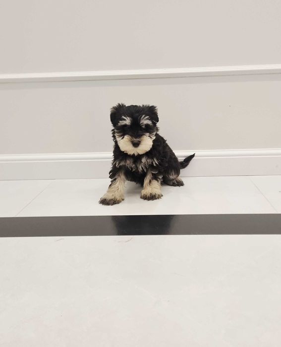 Sznaucer miniaturowy piesek