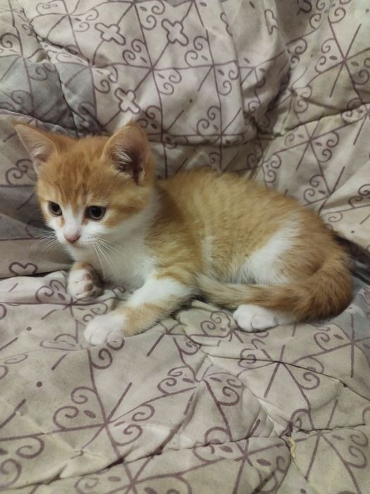 Отдам в добрі руки