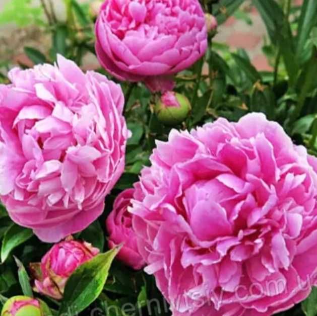 Продам рожеві піони та інші квіти