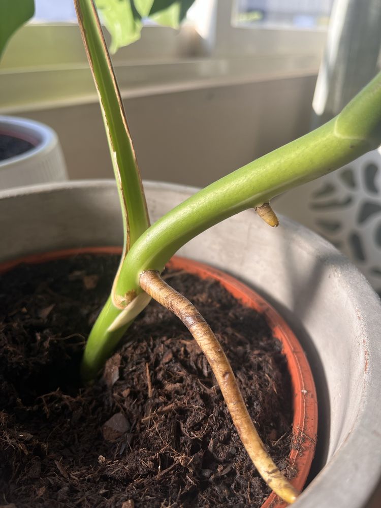 monstera variegata