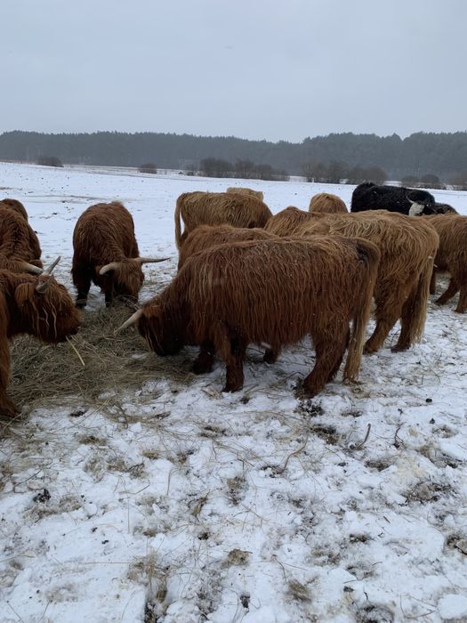 Jałówki Highland