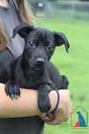 Szczeniak, 3 miesiące, 4 kg - do adopcji