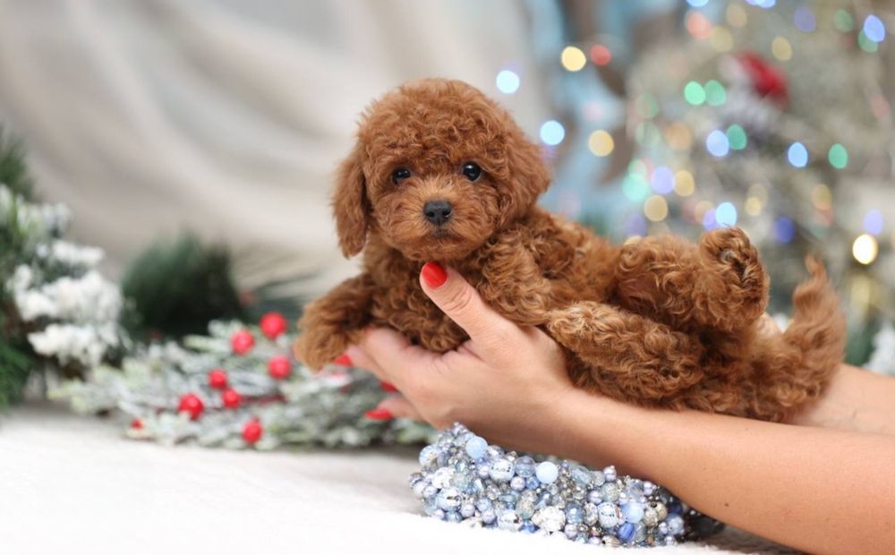 Najpiękniejszy Chłopczyk  Pudelek Toy Red