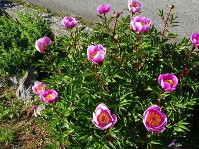 Sementes Rosa-Albardeira Rosa-de-Lobo Peónia