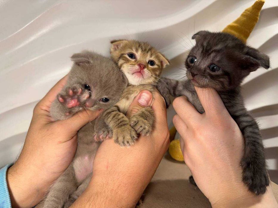 Шотландські висловухі кошенята