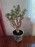 Взрослое денежное дерево (Crassula ovata) 10 лет, на удачу