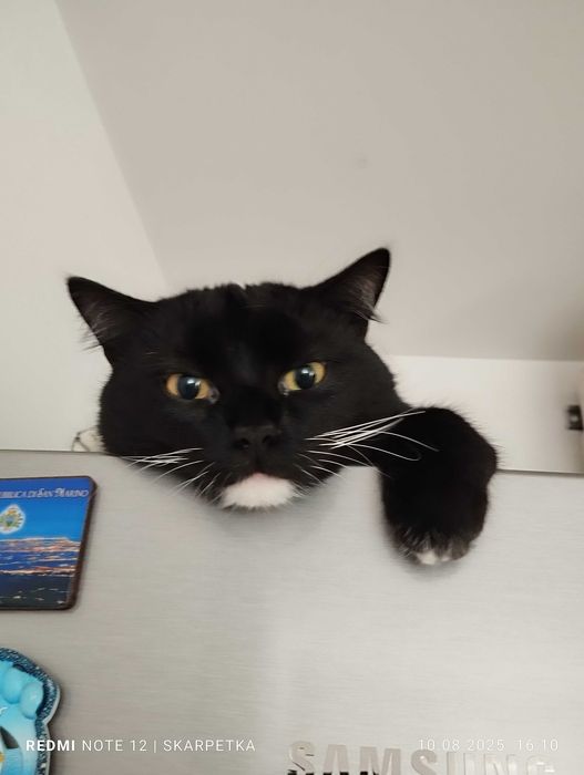Piękna młodziutka kiciunia do adopcji