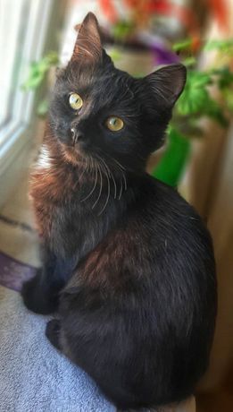 Маленький чёрненький милый котенок, 3 мес