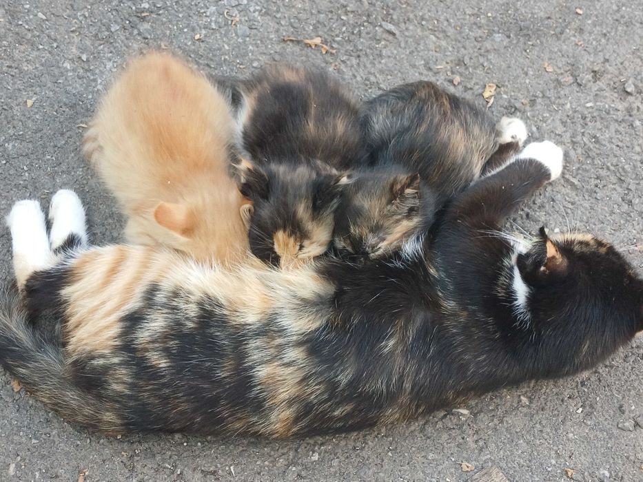 Кошеня в добрі руки з доставкою по Хмельницькій області