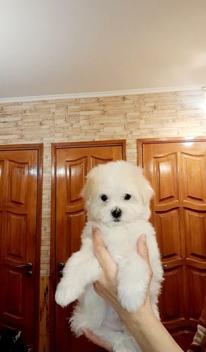 Щенки Мальтезе, мальтийская болонка