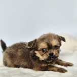 Shih-Chi  samiec