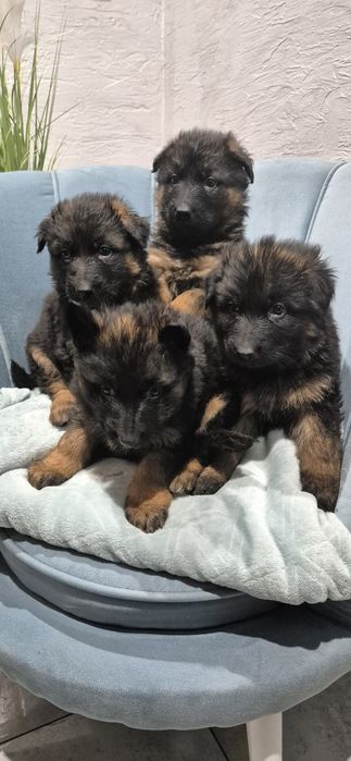 Owczarek niemiecki długowłosy szczeniak