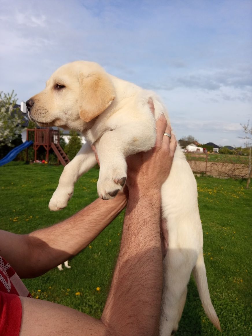 Labrador biszkoptowy suczka