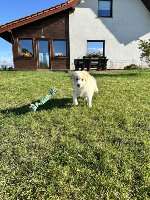 Cudny piesek border collie ZKwP FCI po MŁ.CHPL gotowy na zmianę domu
