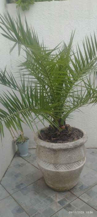 Palmeira marcuzan mais estrelicias