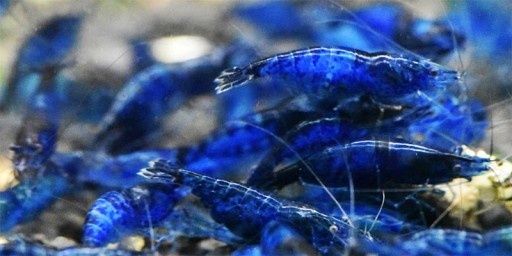 Krewetki blue velvet + pokarm