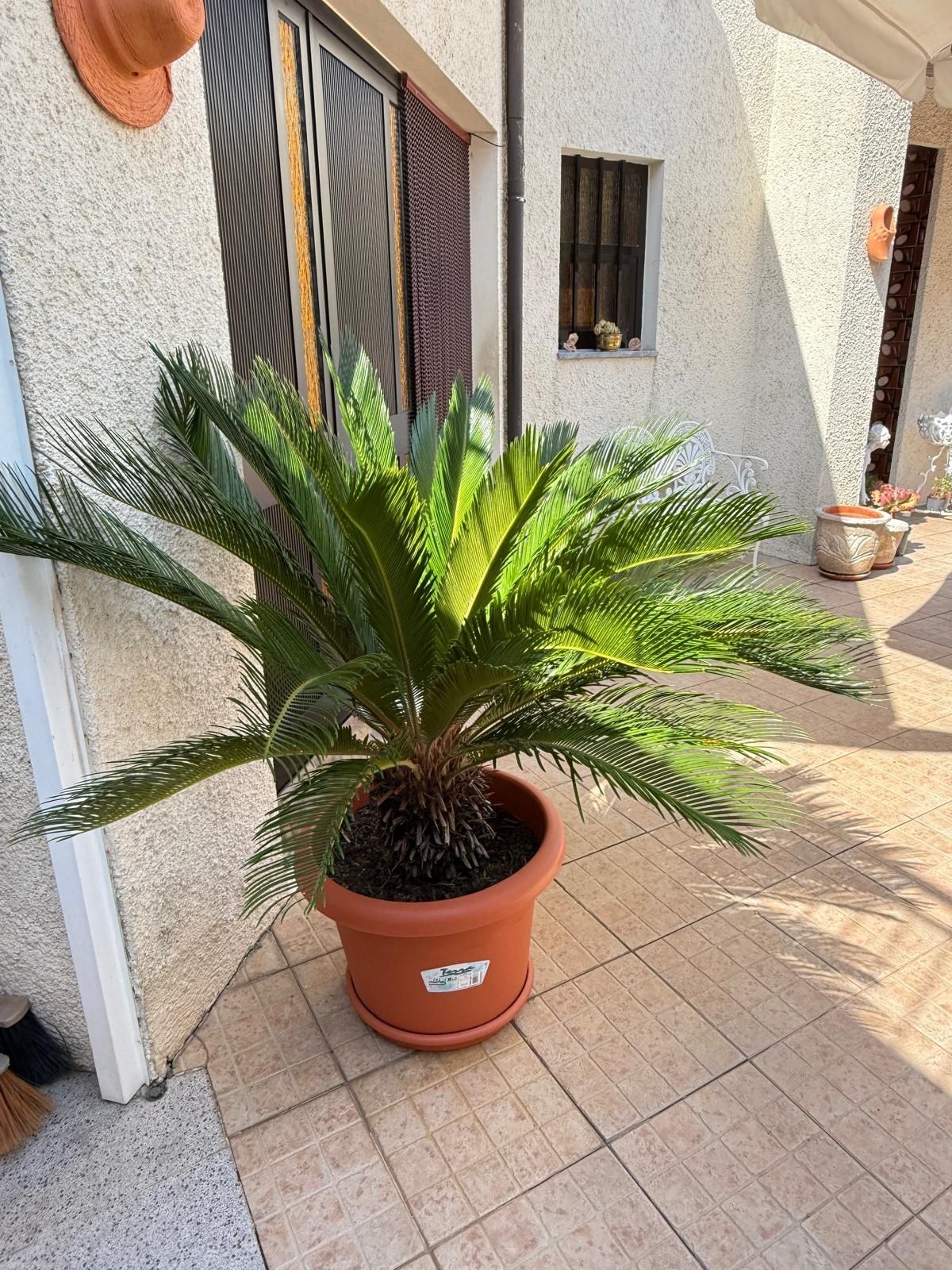 Vendo esta cica em vaso