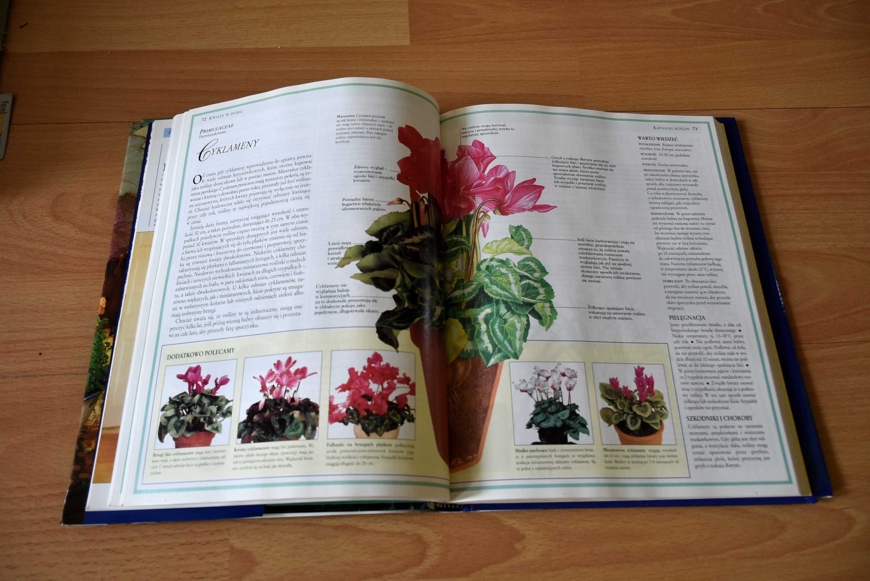 Album, Kwiaty w domu, Jak dobierać i pielęgnować rośliny doniczkowe