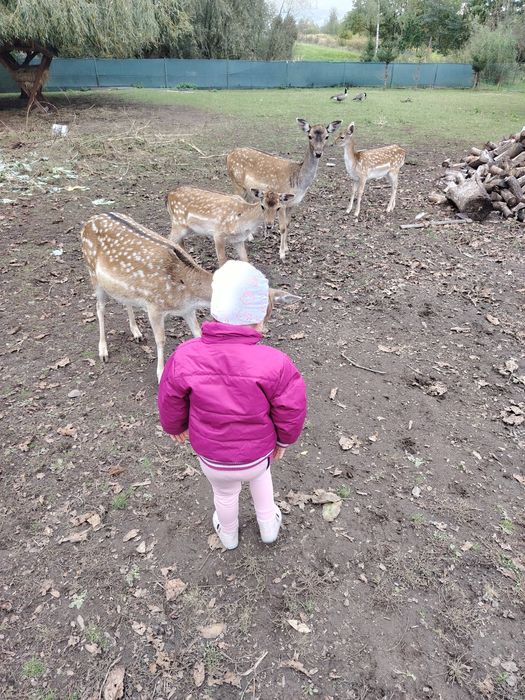 Sprzedam parę danieli