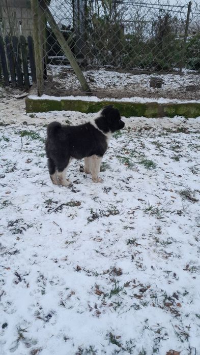 Szczeniak Karel po polujących rodzicach