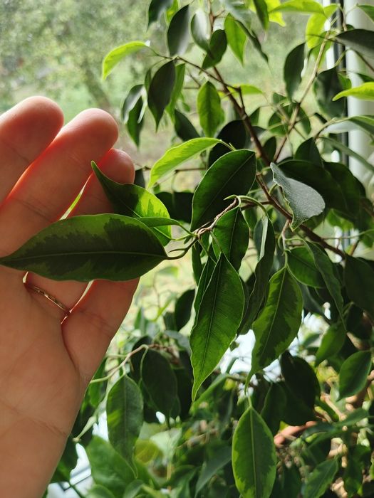 Продам фікус дорослий