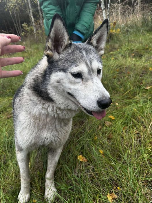 Przyjazna Luna w typie husky szuka domu