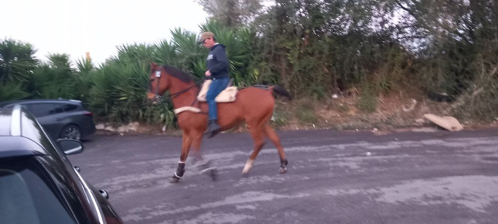 Cavalo castrado bem montado com escola