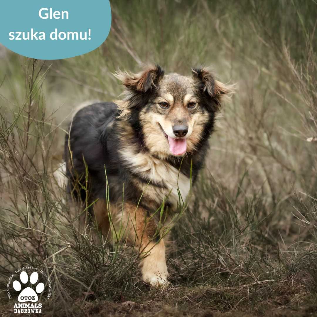 Glen szuka kochającego domu!