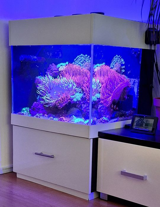 Akwarium morskie 65x60x50 komplet.